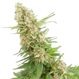 Critical Gorilla