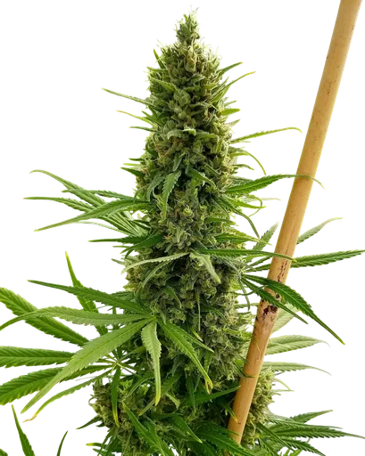 Critical Haze