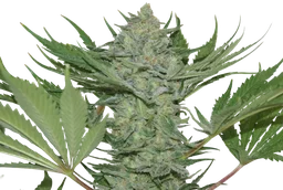 Critical Haze