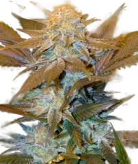 Critical Hog
