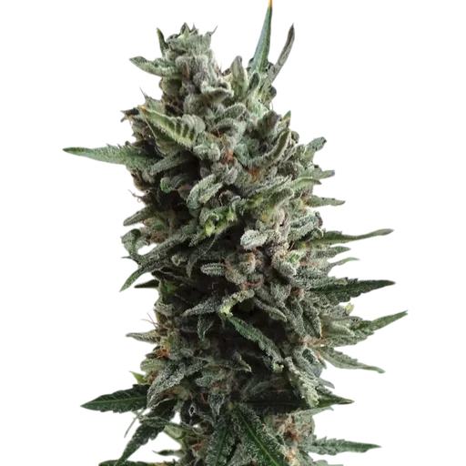Critical Hog Auto