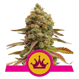 Special Queen #1