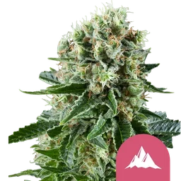 Critical Kush