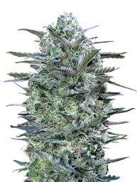 Critical Lemon