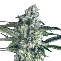Critical Lemon FAST
