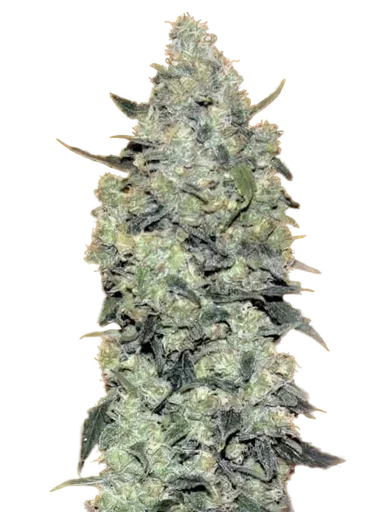 Critical Mass Auto