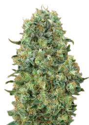 Critical Mass