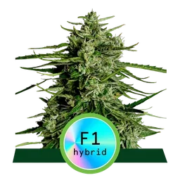 Titan F1 Auto