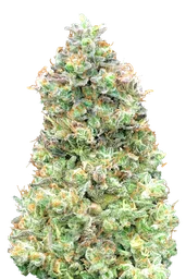 Critical Mass FAST