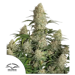 Critical Orange Punch Auto