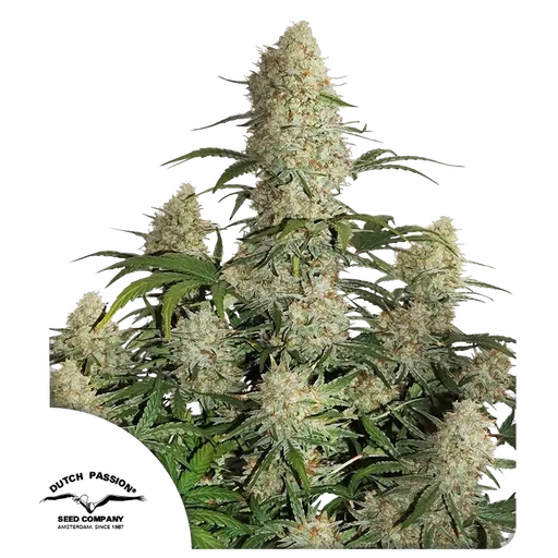 Critical Orange Punch Auto