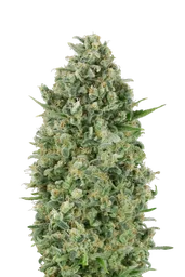 Critical Poison