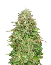 Critical Poison FAST