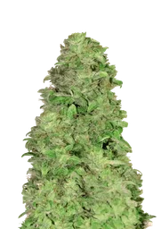 CBD 20:1 Auto