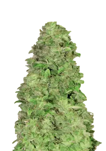 CBD 20:1 Auto