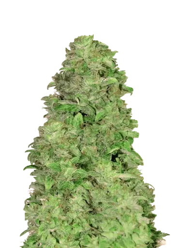 CBD 20:1 Auto