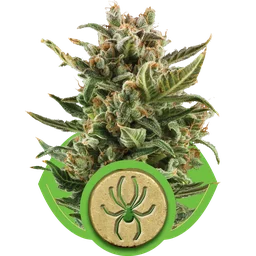 White Widow Auto