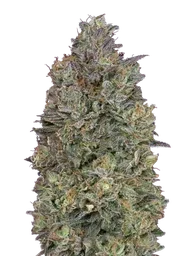 Critical Purple Kush