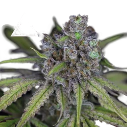 Critical Purple Kush