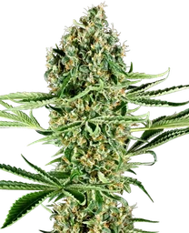 Critical Runtz