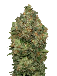 Critical Soma Auto