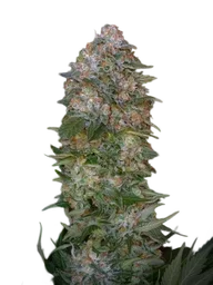 Critical Soma
