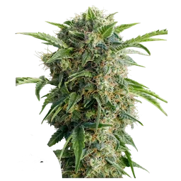 Daiquiri Lime Auto