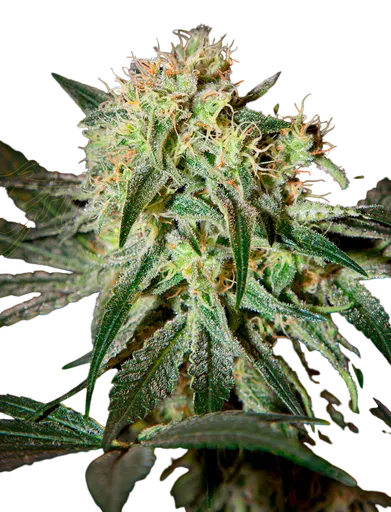 Damn Sour