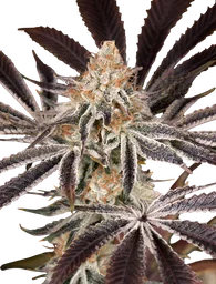 Dark Phoenix