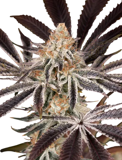 Dark Phoenix