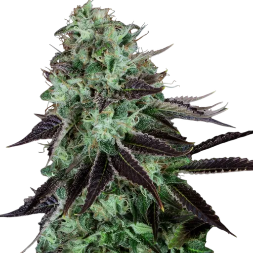 Dark Star