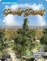 Dasht Desert