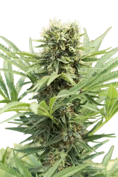 Dedoverde Haze
