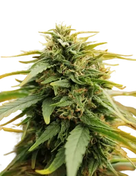 Deep Forest Super Auto