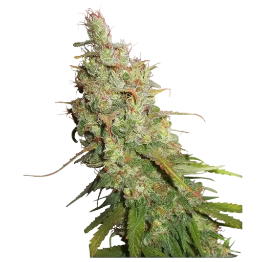 Desfran Auto