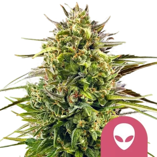 Alien OG