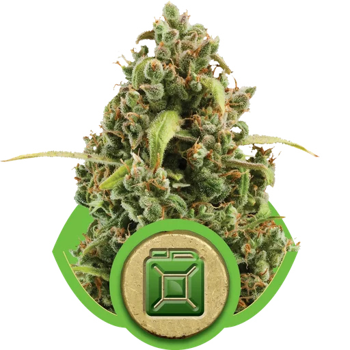 Diesel Auto