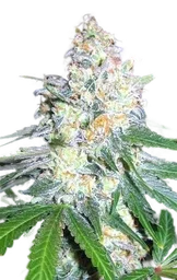 Diesel Berry Cough