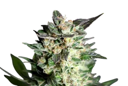 Diesel Glue