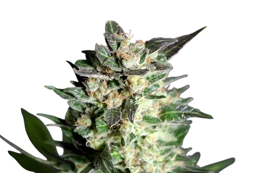 Diesel Glue