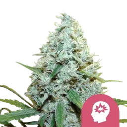 AMG (Amnesia Mac Ganja)
