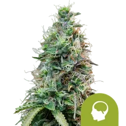 Amnesia Haze Auto