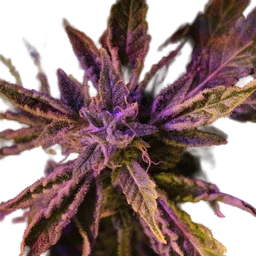 Doctors Choice #1 Auto