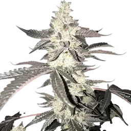 Dolato S1