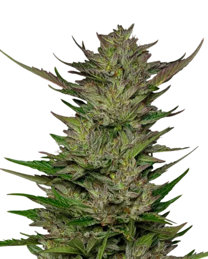 Don Carlos