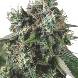 Do-Si-Dos Auto