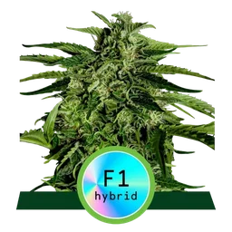 Apollo F1 Auto