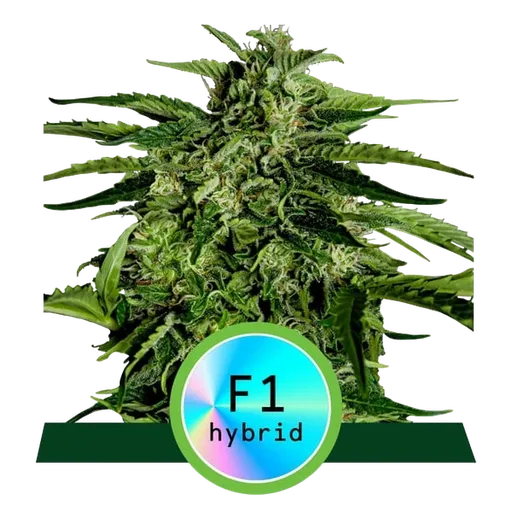 Apollo F1 Auto
