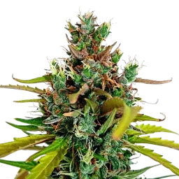 Do-Si-Dos Auto