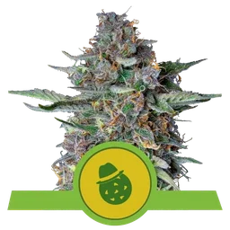 Do-Si-Dos Auto